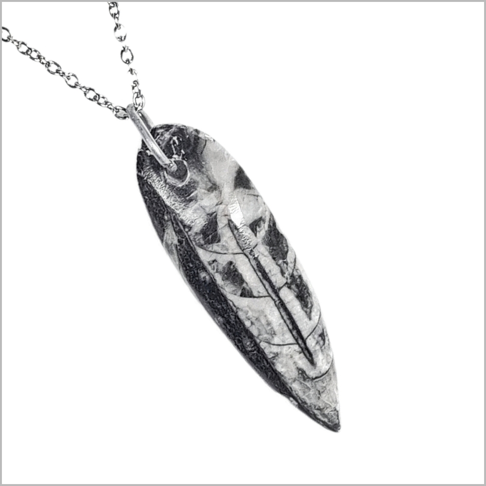 Genuine Orthoceras Fossil Pendant with Stainless Steel Necklace. NWOT